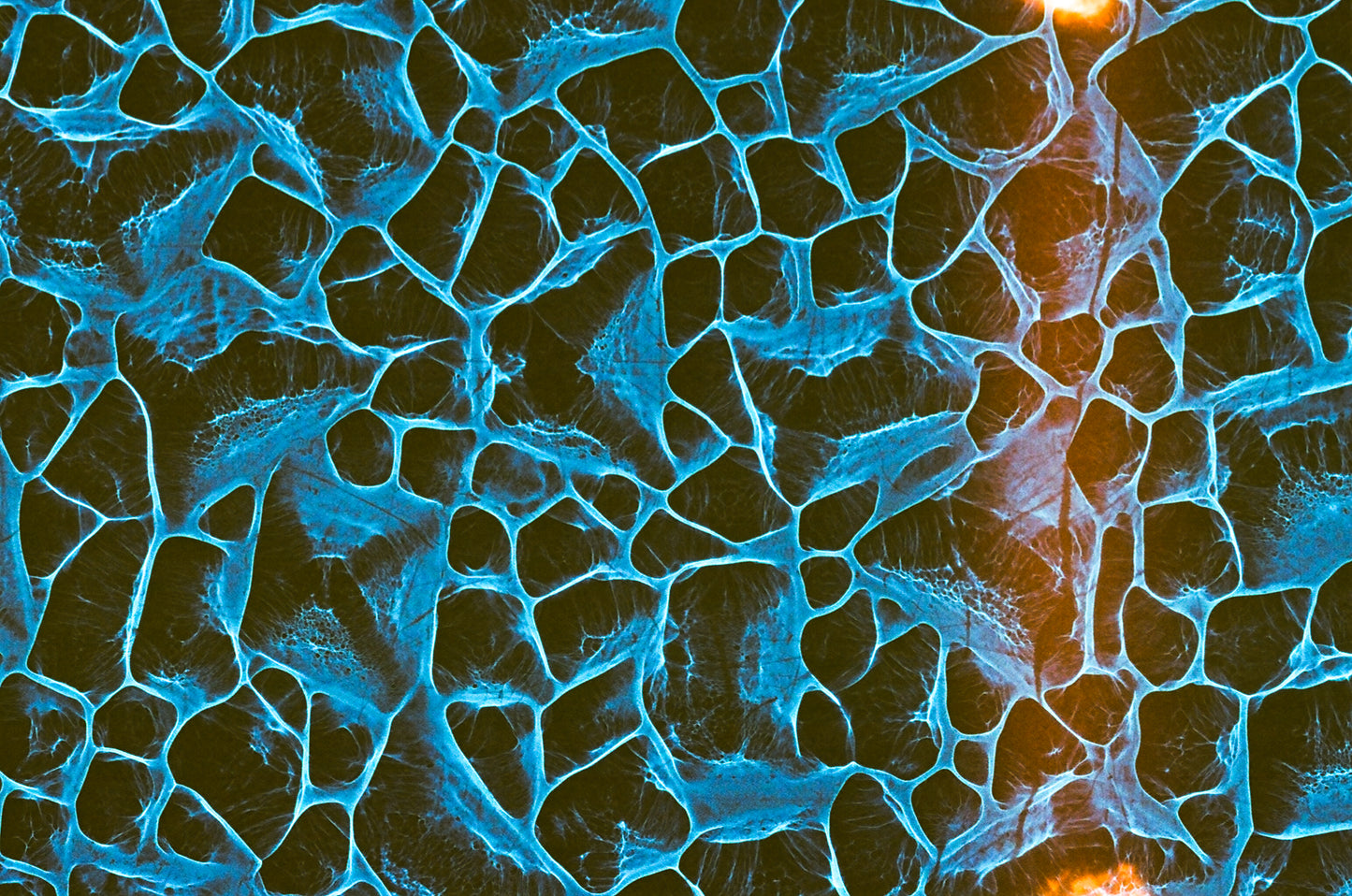 Plexus - Film 1 - 35mm