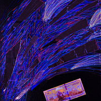 Einstein for President - Print