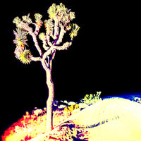 Joshua Tree