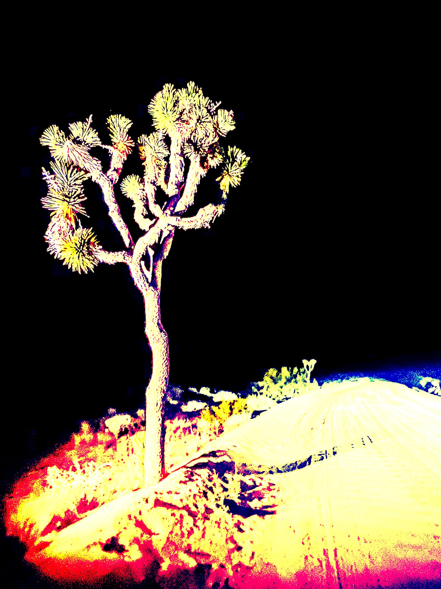 Joshua Tree